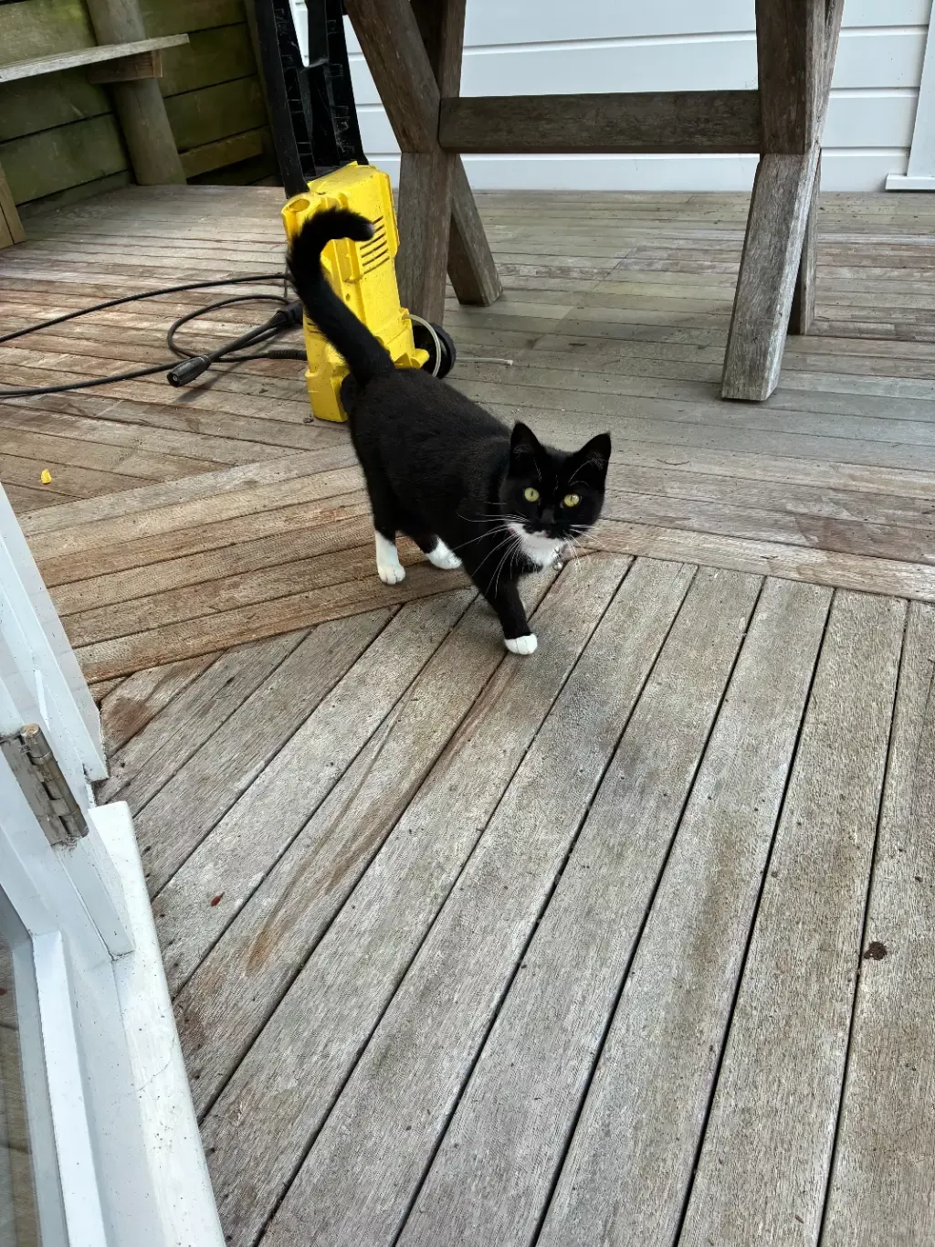 meeka-on-studio-deck.webp