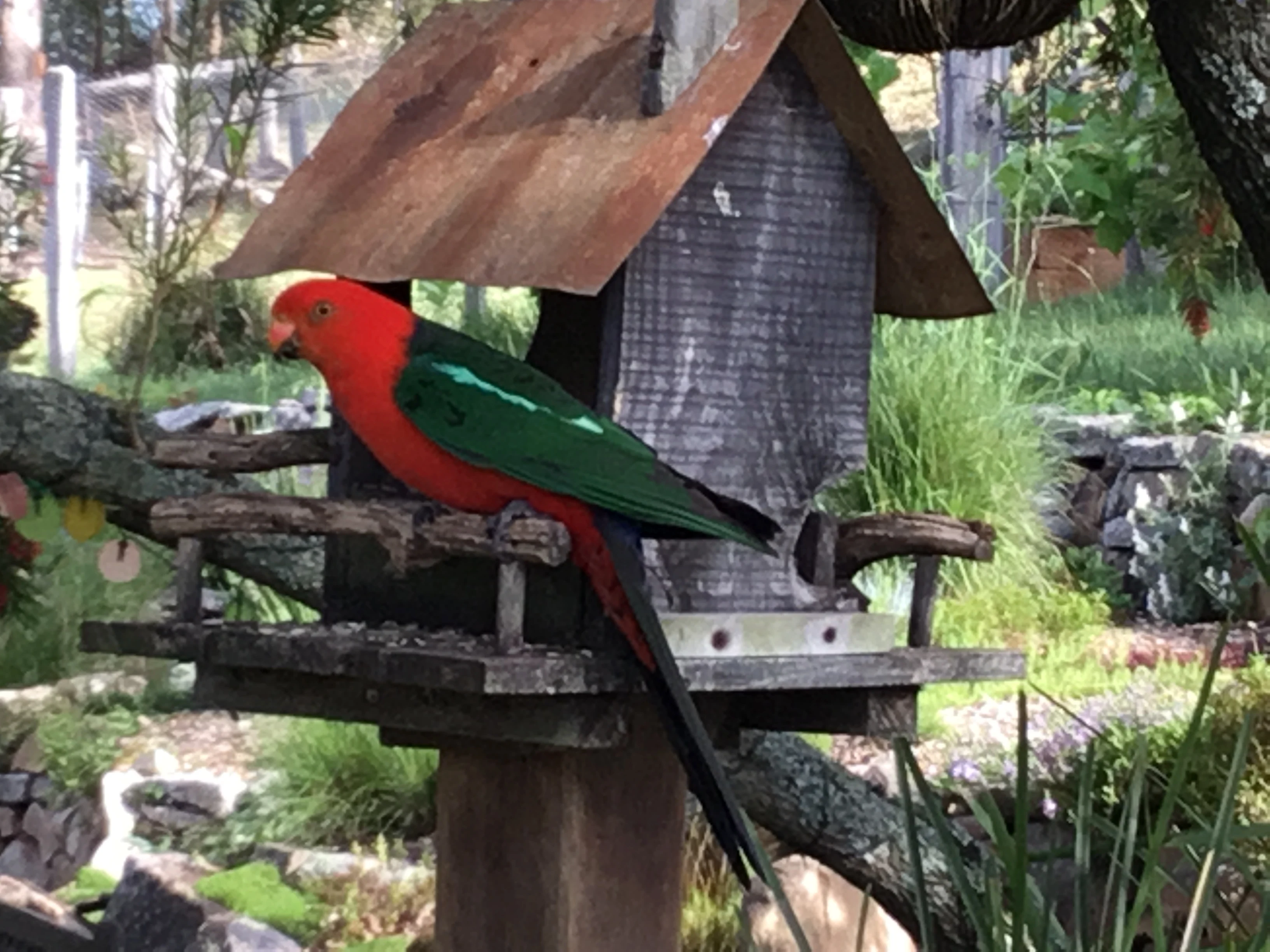brogo-king-parrot.webp